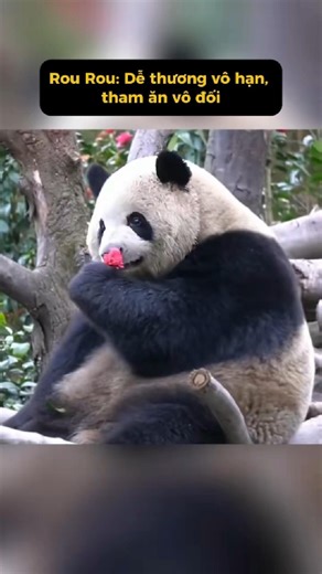 The panda that loves to eat the most in the solar system 🐼🍽️ #animalplanet #shorts
