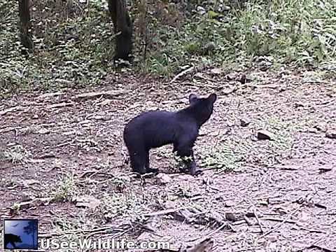 Lost Bear cub crying for mom