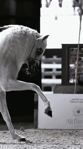 الخيل العربي الأصيل: جمال وقوة الخيول العربية