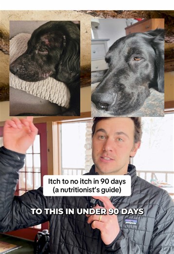 Itch to No Itch in 90 Days: A Dog Nutritionist’s Guide