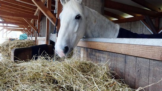 Pferd frisst Heu einfach nicht: Diese versteckten Warnsignale übersehen die meisten