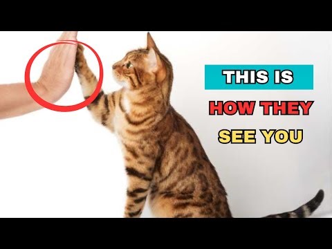 The way your cat sees you will depend on this ONE thing (Could it be love)