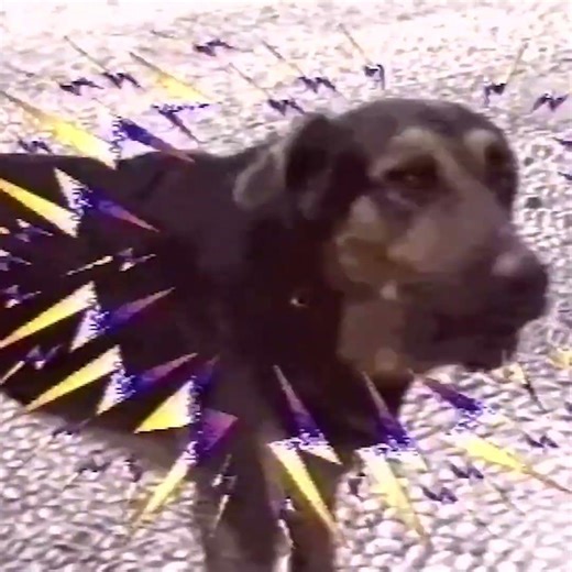 Dog TV (1986)