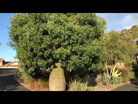 Queensland Bottle Tree