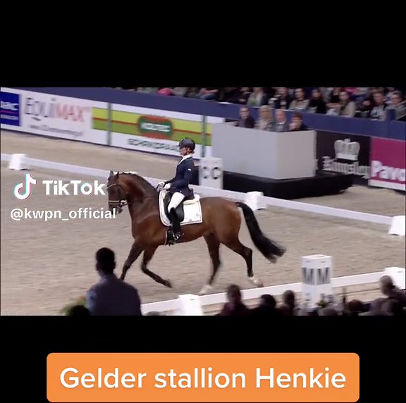 Like father, like son! Gelder stallion Henkie and his father Alexandro P🤩 #kwpnstallion #kwpn #kwpnhengst #stallion #hengst #royaldutchsporthorse #paard #paarden #paardensport #paardenliefde #gelderspaard #gelderhorse #geldersehengst #gelderstallion #henkie #alexandrop #adelindecornelissen