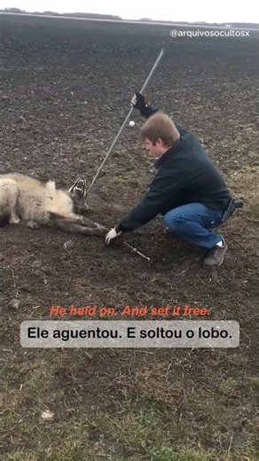 He freed a wild wolf. It didn't leave. | Ele soltou um lobo selvagem. Ele não foi embora.