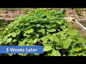 Green Manure: Step-By-Step Growing Process