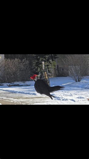 Another winter visitor🪶! Pileated Woodpecker feeding on the suet😍! #reelsviralシ #reelsvideo #reelsviral #fypviralシ #fypシ | Livin' Ohio