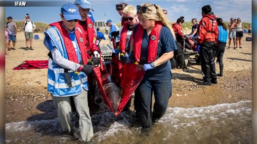 11 dolphins saved after stranding on Wellfleet shores