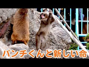 パンチくんと新しい命？！【市川市動植物園】
