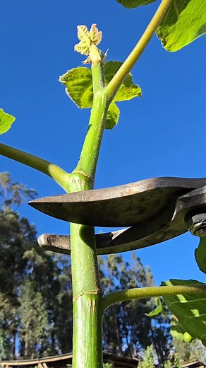Aprende cómo propagar un árbol de higo fácilmente desde un esqueje usando aloe vera para estimular las raíces. Descubre el proceso paso a paso, desde la preparación del sustrato hasta el cuidado del esqueje cubierto con plástico para mantener la humedad, y cómo en solo tres meses tendrás un árbol listo para podar y transformar en un bonsái. #Higo #Propagación #Esquejes #AloeVera #Jardinería #Bonsái #HuertoCasero #CultivoDePlantas #PlantasSaludables #ConsejosDeJardinería | Agricultura y Tecnologí
