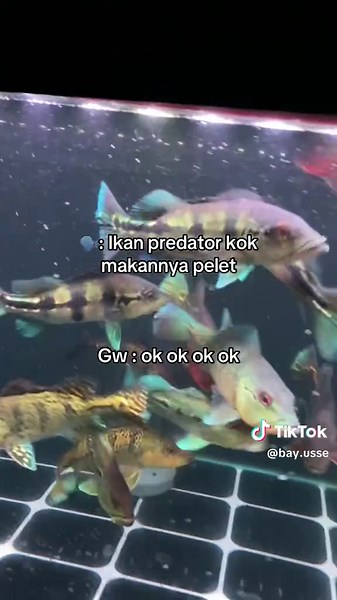 Understanding Peacock Bass Feeding Habits