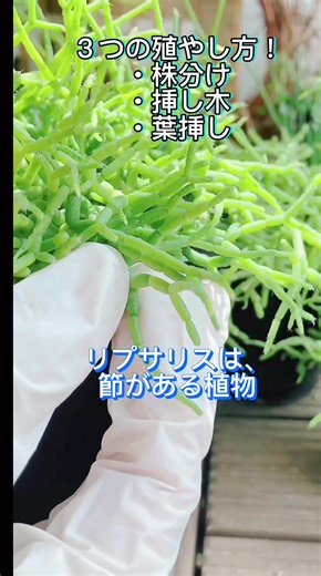 リプサリスの殖やし方 | 三つの増やし方と管理方法