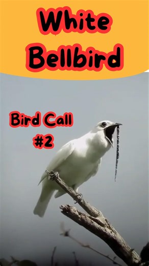 White Bellbird Call 🔔 Loudest Bird Sound (how to attract bell bird) bird call #2