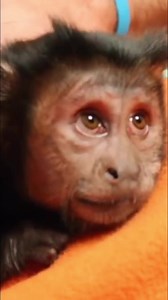 23K views · 1.3K reactions | Sleepy Monkey #monkey #cute #sleep #relaxing | MonkeyBoo | Facebook