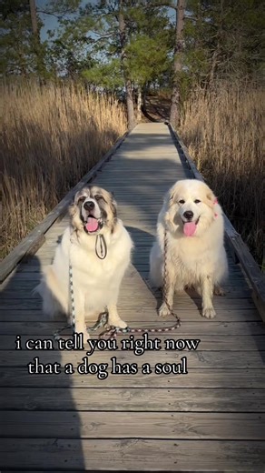 Great Pyrenees: Heartwarming Dog Moments in Nature