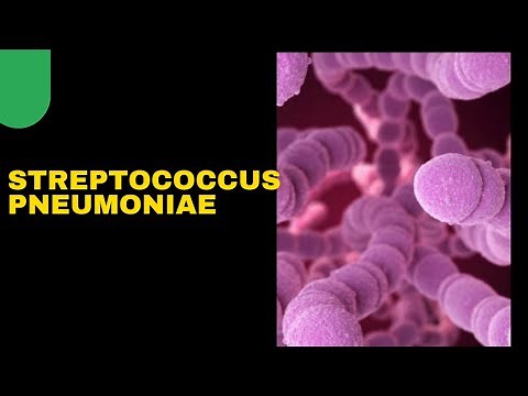 Streptococcus pneumoniae | Pneumococci-morphology, clinical features,lab diagnosis