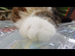 Waterbed and Maru.