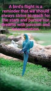 "Chirping Wisdom: Timeless Quotes and Insights from the World of Birds" quote 27