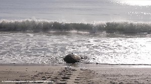 🐢🌊We are shell-ebrating some turtle news! The Sea Turtle Conservancy's Tour de Turtles race was a splash-tacular success, with our very own Ebb, sponsored by Disney Conservation, taking the gold! 🥇The first Disney-sponsored turtle to win! Ebb swam more than 1,100 miles since leaving Disney’s Vero Beach Resort back in July—talk about a turtley amazing journey! And let’s not forget about Flo, sponsored by Disney Cruise Line, who also made waves swimming over 700 miles from the Disney Vacation C
