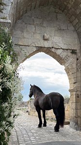 25K views · 3.5K reactions | Les backstages de notre shooting photo  à Saint Emilion  #horse #horses #cheval #chevaldetrait #chevalpassion #backstage #shootingphoto #chevaldetrait #percheron #percherons #drafthorse #drafthorses #saintemilion #bordeaux #chevaux #chevalblanc #chevalnoir #horseoftheday #horsephotography #horsephoto #horselovers | Cheval des Vignes | Facebook