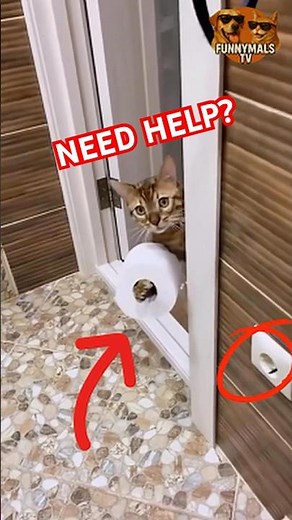 These Cats Work Harder Than Me 😂 #catshorts #cat #funny #memes