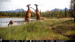 Here's a couple of cow elk sparring for reasons similar to other species which engage in such behaviors - dominance. I'm not sure what the casual bystander did to deserve that little kick at the end though? #yukonwildlife | Yukon Wildlife Cams