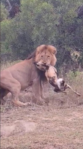 Lions and Wild Dogs: A Clash of Survival