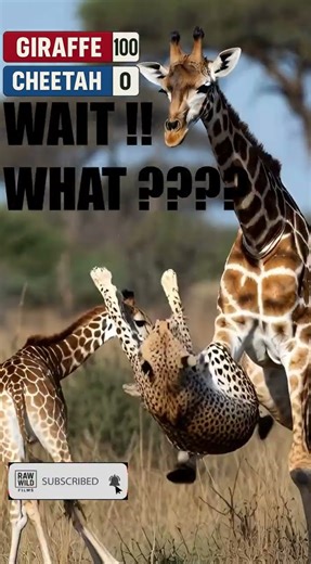 Cheetah Vs Giraffe Epic Save Of The Baby #shorts #masaimaranationalpark