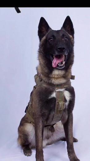 6.7K views · 1.6K reactions | MWD Conan End of Watch: 10-5-2023 ...