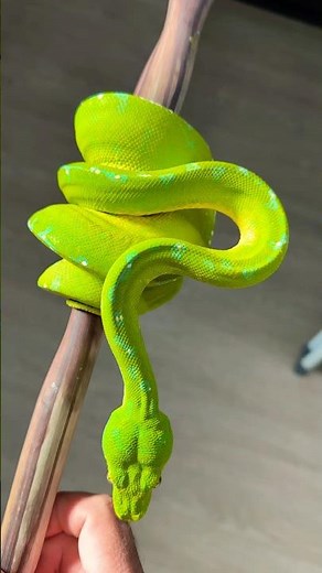 Stunning Pure Locality Manokwari Green Tree Python Owned By MJ From The Trap Exotics! 😍🐍