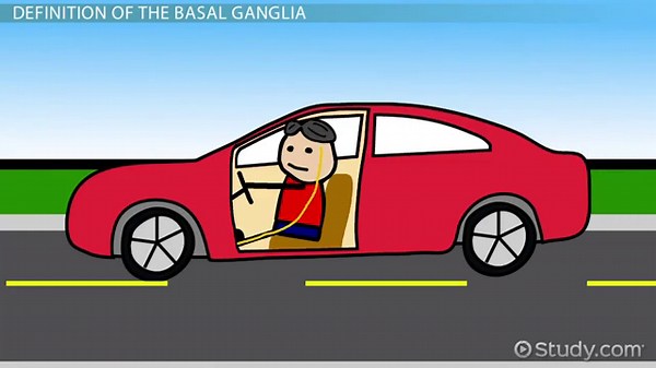 Basal Ganglia | Anatomy, Function & Location