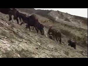 Korean documentary on the caravan trade in Tibetan ponies for Chinese tea