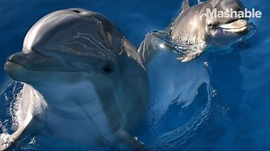75K views · 109 reactions | A new study suggests dolphins carry on "advanced" conversations with one another...similar to humans. | Click.Click.Click by Mashable | Facebook