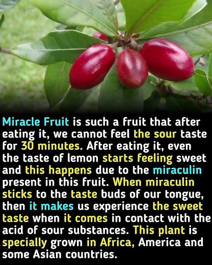 Miracle Fruit: Natural Taste Transformer #usfacts #southafrica #knowledge