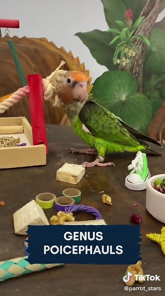 Parrot Stars on TikTok