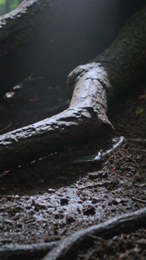 Trees That Walk By Themselves?! 🌳😳