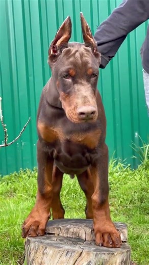 A Doberman doesn’t watch you — they read you.