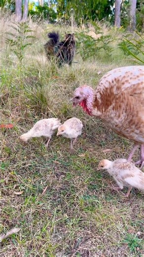 Cat Spots Tiger Snake Rescue Mode Activated