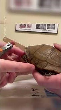 Vet Trims Box Turtle’s Overgrown Beak and Nails