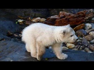 So süß! Erster Ausflug Baby Eisbär. Polarbär Junges spielt im Tiergarten Zoo Schönbrunn mit Mama Bär