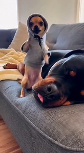 Bro is training for the title match 🥊😤 The fact that Brutus slept through the whole combo is wild. | Animal Chaos