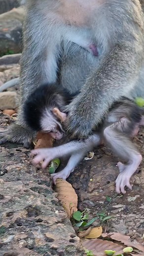 1.6K views · 28 reactions | #reelsfb #leo #wildlife #animals #rainbow #libby #monkey #cuteanimals #luno | Review Monkey | Facebook