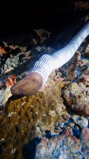 Nature Is Metal on Instagram: "Drip Too Deadly 📽 by @matt.a.torr Moray eel trying on the sentient, onesie turtleneck known as the black banded sea krait Sea kraits are a semi-aquatic species of snake that hunt underwater for up to 30 minutes at a time. Their venom is approximately 10-20x more potent than that of a common rattlesnake, and the reason for such potency has everything to do with what they hunt. Aquatic prey are some of the best at making a quick escape, and the sea kraits venom prov