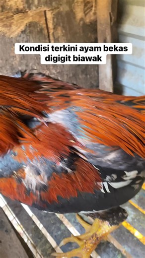 Kondisi terkini ayam yang digigit biawak kemarin #ayam #ayambangkok #SalamSatuHobby | Pemula Pangkep