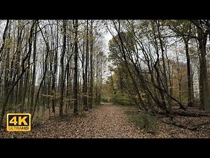 Autumn Forest Walk in 4K | Crunching Leaves ASMR & Relaxing Nature Sounds for Sleep and Focus