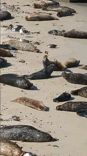 Seal rock in San Diego - dozens of seals! #seals #wildlife #wildanimals #beach #travel #adventure