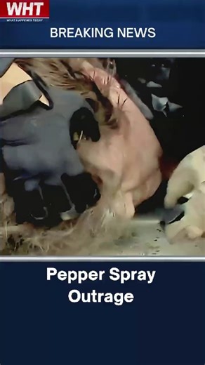 hocking! Officer Pepper-Sprays Restrained Protester | WHT #protesters #usnews #ice