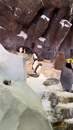 Feeling the Arctic vibes here at Seaworld to see these super adorable penguins. #KingPenguins #Adelie #gentoo #magallenic I love Adelie type, for they are small and feisty! Which one is yours?? | Travisandcousins