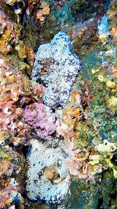 62K views · 1.2K reactions | The Pacific octopus, known for its...